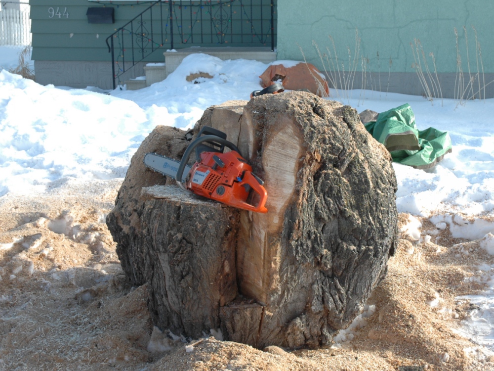 Cutting Up the Burl